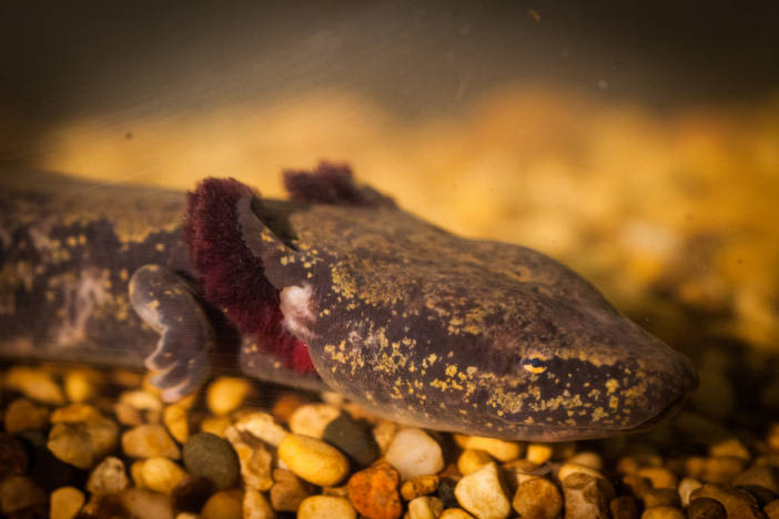 WVDNR seeks community input on at-risk salamander species